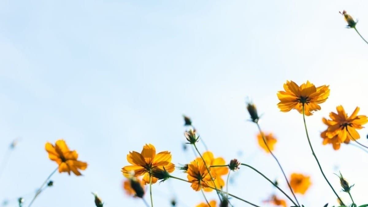 Counselling for stress, anxiety or PTSD