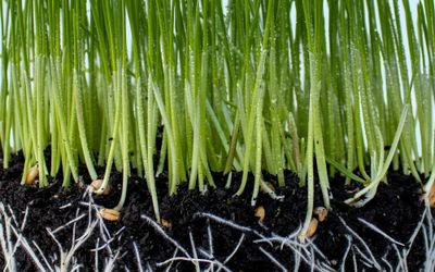 Healing from the Roots - Natural Ways to Encourage Hair Regrowth