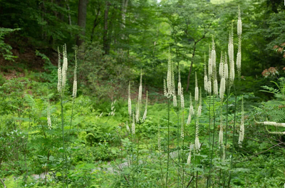 Black Cohosh: More than just a woman's herb
