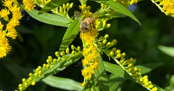 Solidago virgauria - The homoeopathic catheter