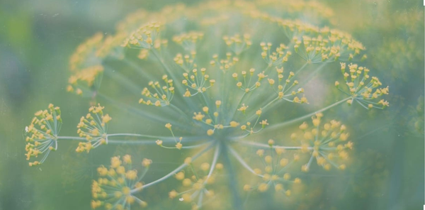 Hormone Harmony: Phytoestrogens and Menopause