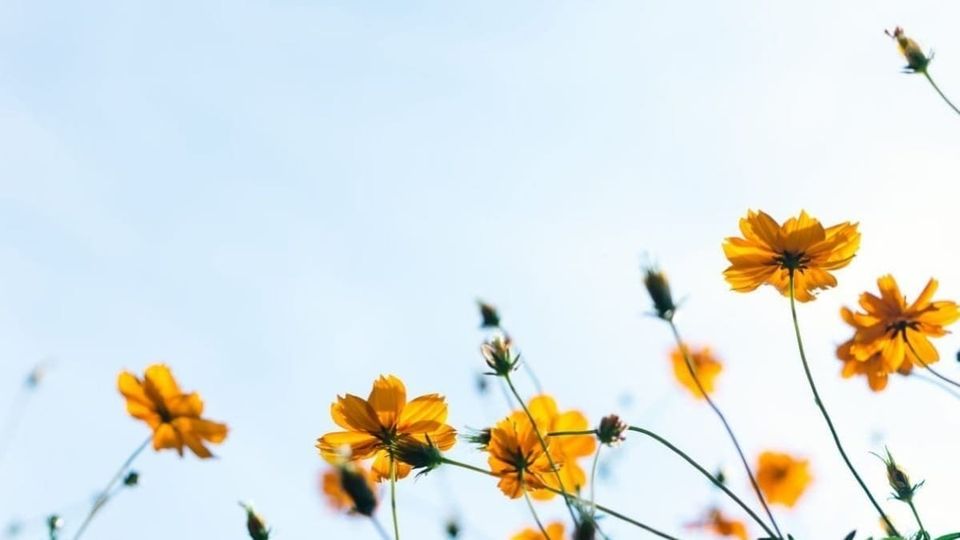 Counselling for stress, anxiety or PTSD