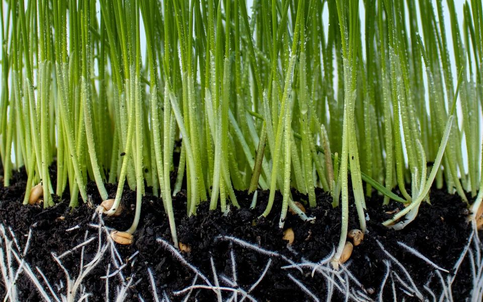 Healing from the Roots - Natural Ways to Encourage Hair Regrowth