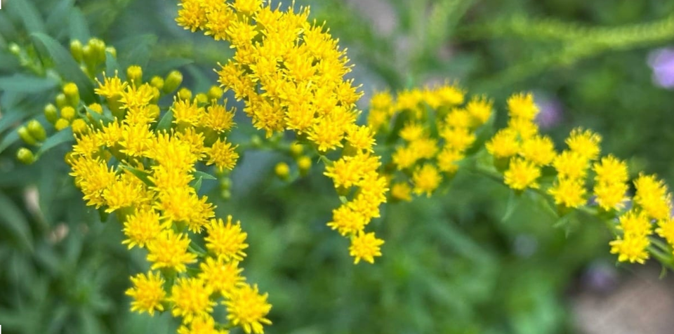 Goldenrod - The herb that both cleans and heals