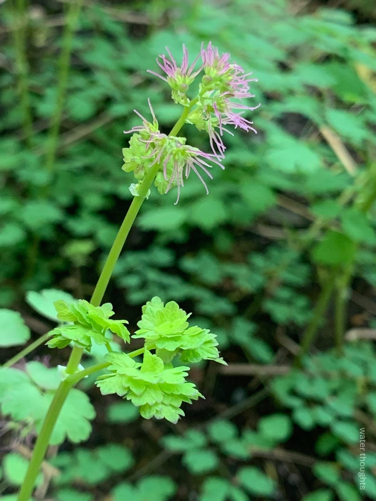 Light green stem of a Western Meadowrue flower, with thin, tube-like pink petals close to each other and oriented at various angles, soft leaves clumped at the stem, and background foliage.