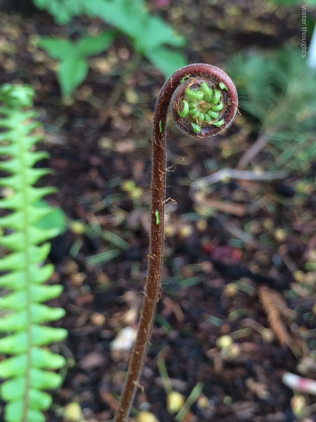 Fiddlehead of a deer fern, early in growth, with a leaf of the fern and leaves of a western trillium flower in the blurred background, pine needles lie on barkdust. photo: water thoughts.