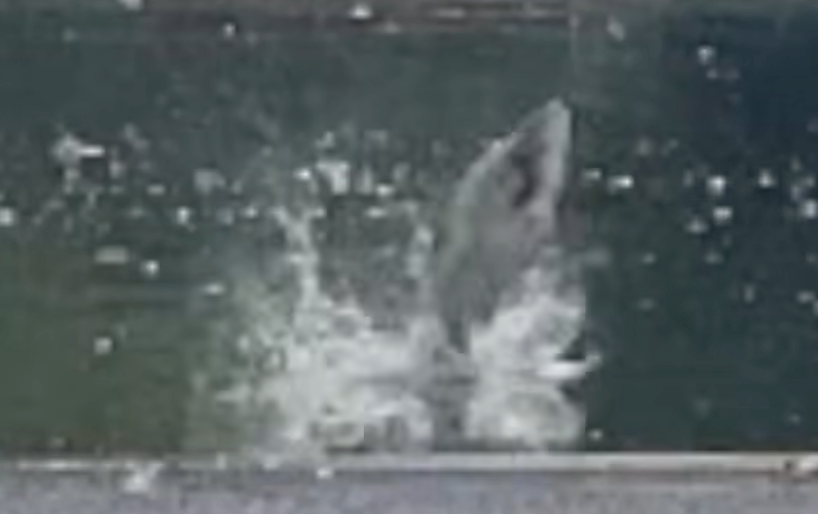 Blurry pixelated shot of fish jumping from lake