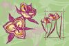 Meet the Locals: Tiburon Mariposa Lily