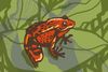 Meet The Locals: California Red-Legged Frog