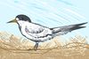 Meet The Locals: California Least Tern