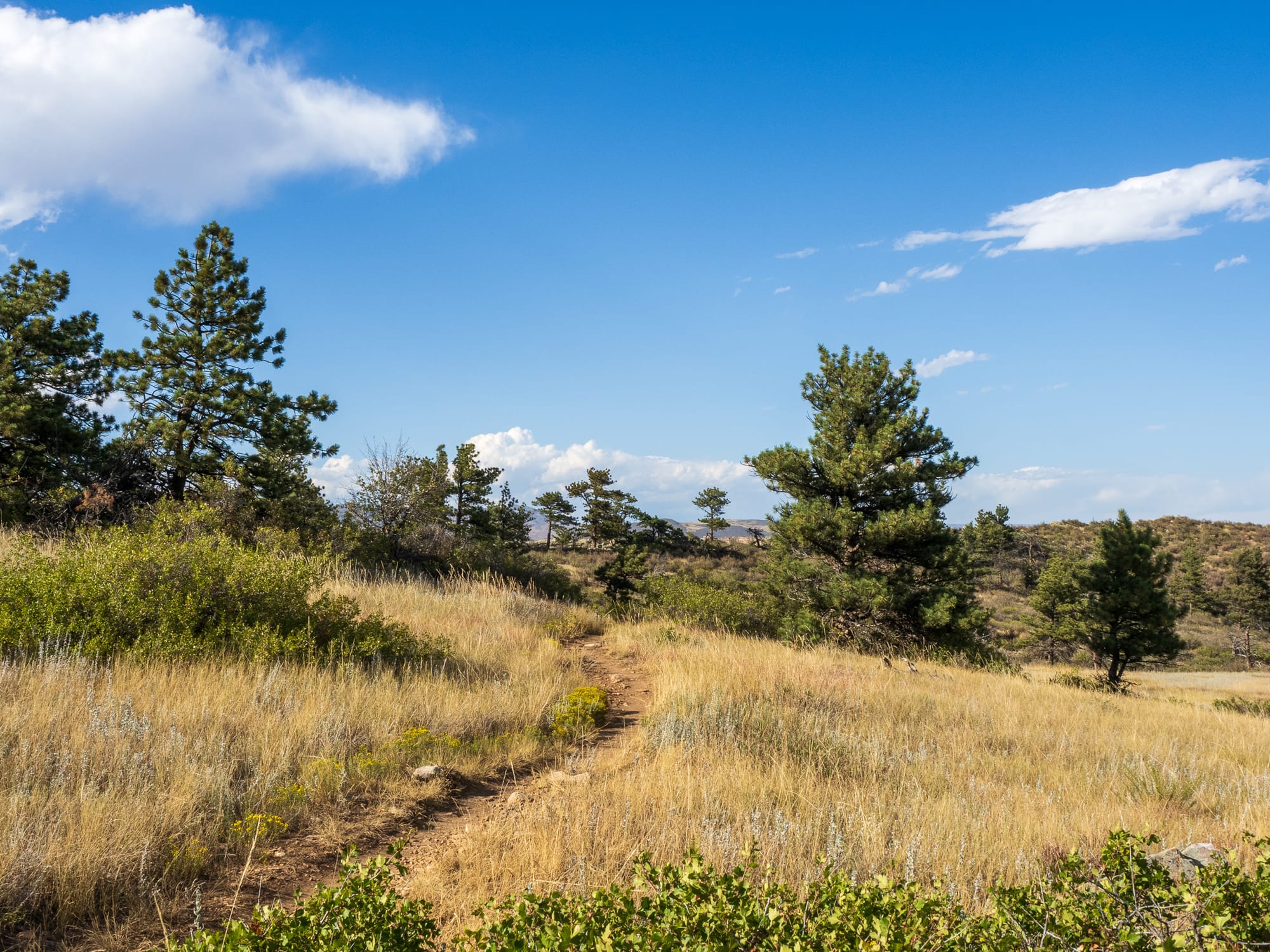 A trail under blue skies winds through yellow grass towards low pine trees. Hills and clouds are visible in the distance.