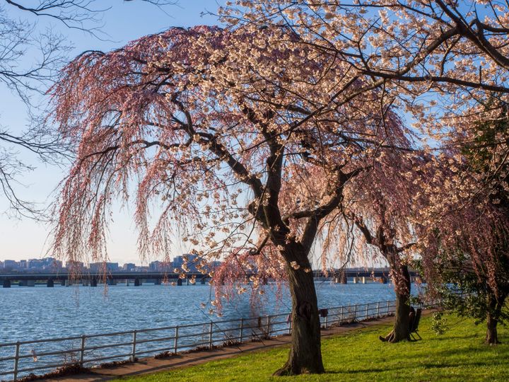 A cherry tree next to a river is covered in pink blossoms on a sunny day. The river is a deep blue. There is bright green grass underneath the tree. 