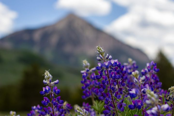 Purple flowers are seen in front of a mountain peak blurred by use of a wide aperture camera lens.