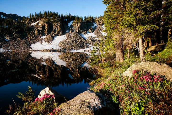 Pink flowers and rocks frame an alpine lake reflecting trees and rocks with snow patches.