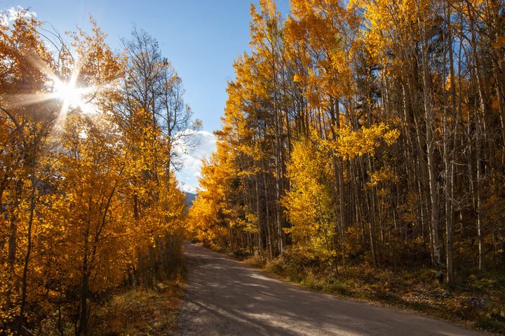 Yellow Aspen trees line a dirt road under blue skies. The sun makes a six pointed star in the upper left.