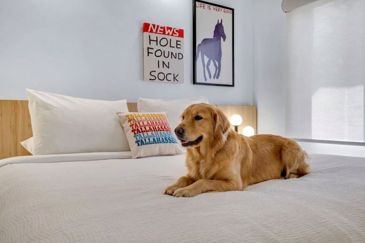 A golden retriever relaxing on a King bed at BOB Hotels Tallahassee (AI-assisted image based on a real BOB room photo)