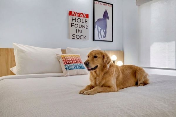 A golden retriever relaxing on a King bed at BOB Hotels Tallahassee (AI-assisted image based on a real BOB room photo)