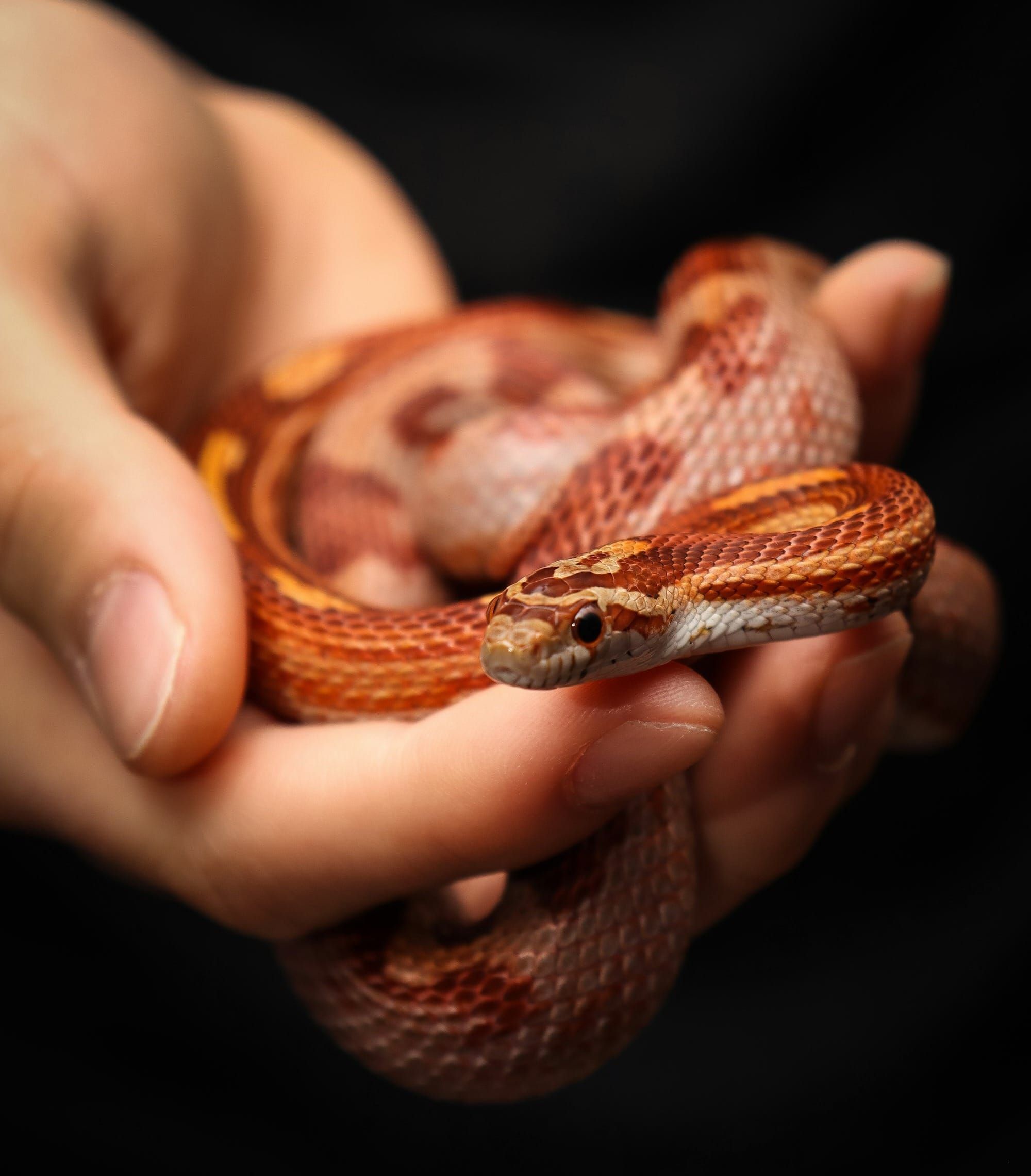 The Snake-Handling Verse Might Not Even Be In The Original Bible - Mark 16:17-18