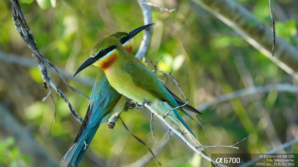 Sony α6700: Next-Gen APS-C Mirrorless SLR Unveiled post image