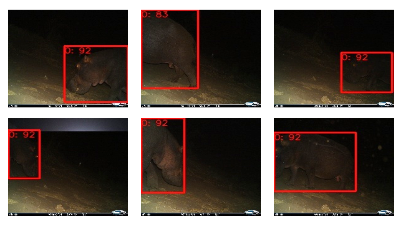 Six pictures of a hippo at night with red squares drawn around them.