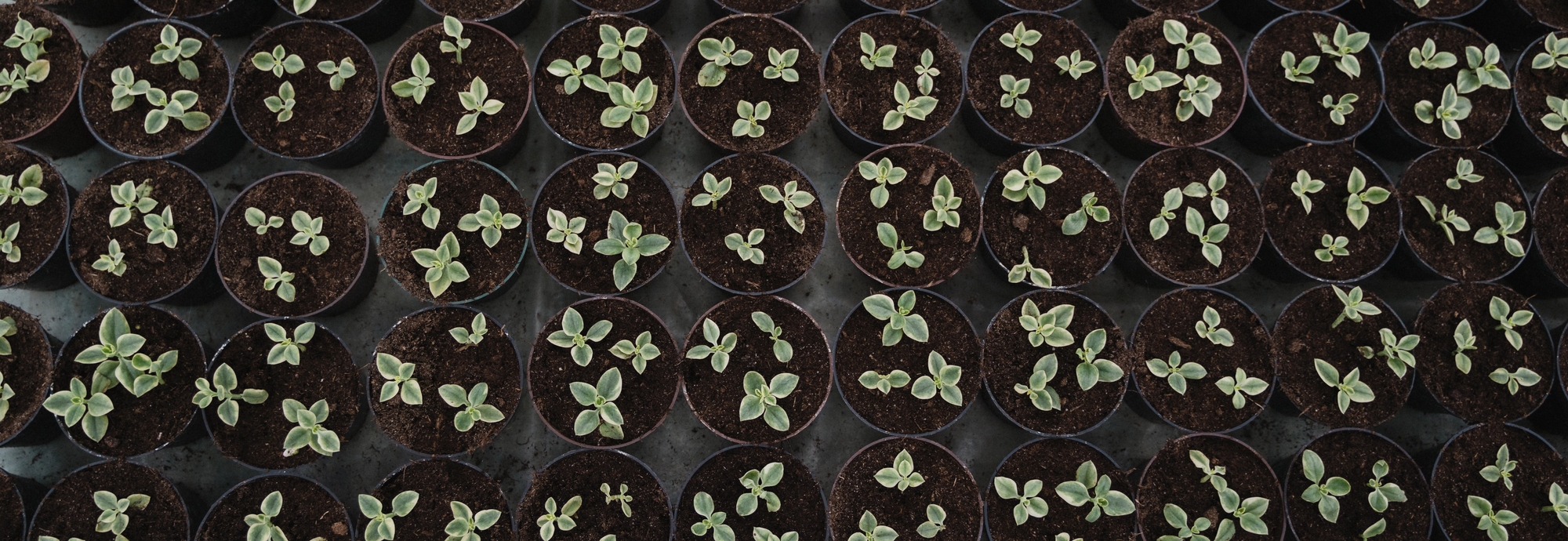 Scaling VCM Integrity Pt 1: Quality of supply 🌱