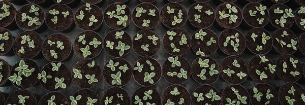 Scaling VCM Integrity Pt 1: Quality of supply 🌱