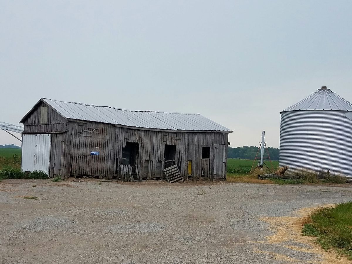 Sono scomparsi i maiali