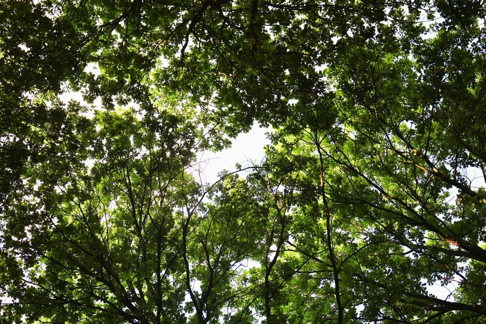 La Val di Lemme prova a far rinascere i boschi abbandonati