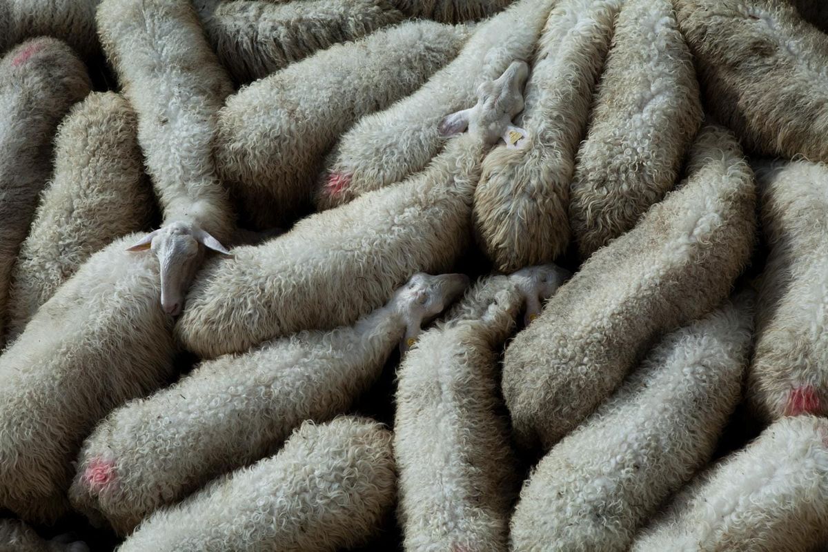 La lana delle pecore è un problema per gli allevatori