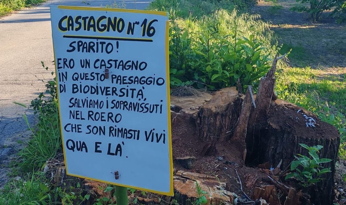 Se si tocca un albero, il paese insorge