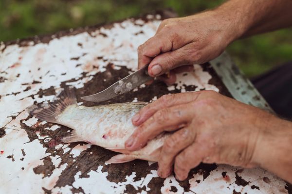 A Novi Ligure lo stoccafisso convive con il cioccolato