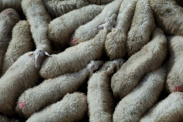 La lana delle pecore è un problema per gli allevatori