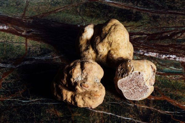 Lo chiamano tartufo “d’Alba” ma è di Asti: Report riapre il dibattito