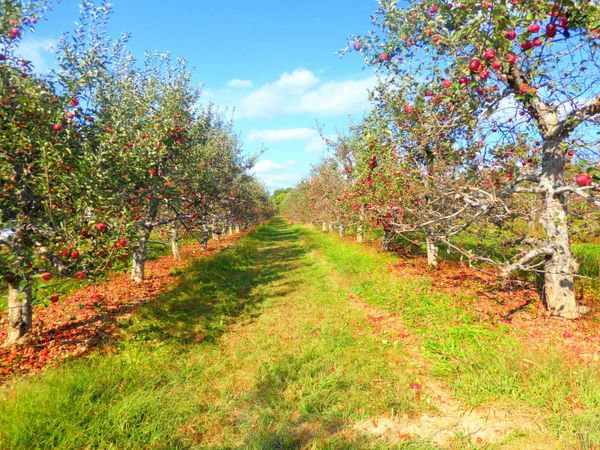 Il grido d’allarme dei produttori di frutta