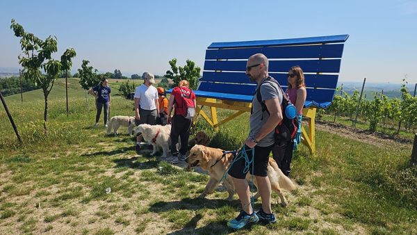 I primi passi della vita per abbracciare un Golden Retriever