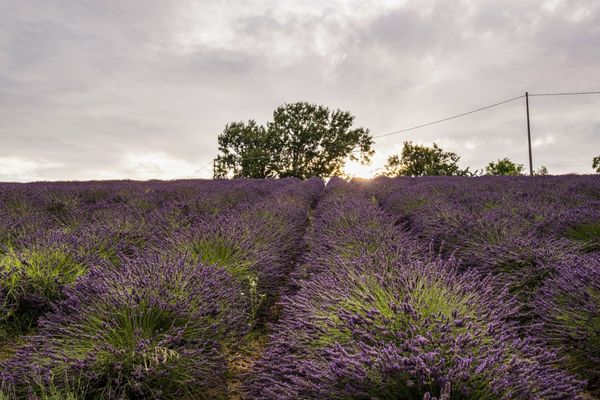 Le colline sono viola: la Provenza è qui