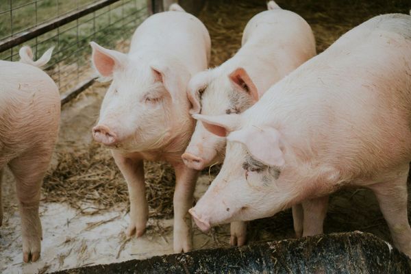 Peste suina, norme insostenibili per i piccoli allevatori