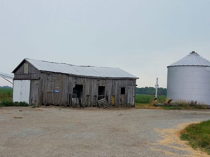 Sono scomparsi i maiali