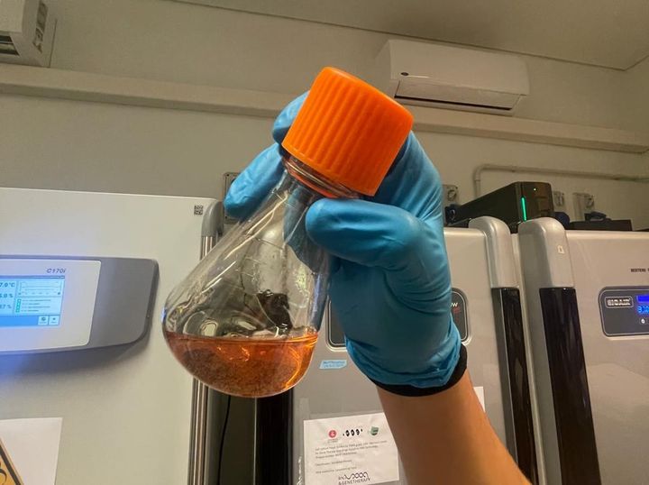 All’università si studia la carne coltivata, anche se il governo ne ha vietato la produzione