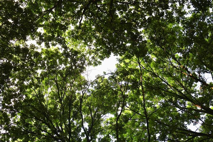 La Val di Lemme prova a far rinascere i boschi abbandonati