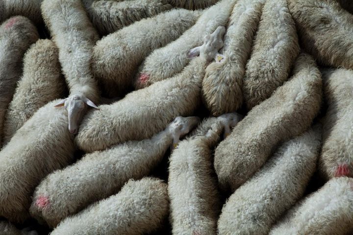 La lana delle pecore è un problema per gli allevatori