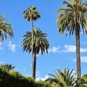 Welcome to a New Resource for Beverly Hills Residents