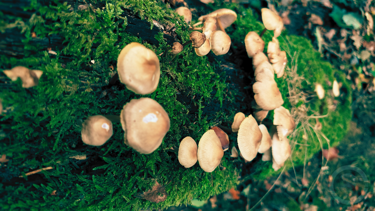 mushrooms on moss photographed by CJB today