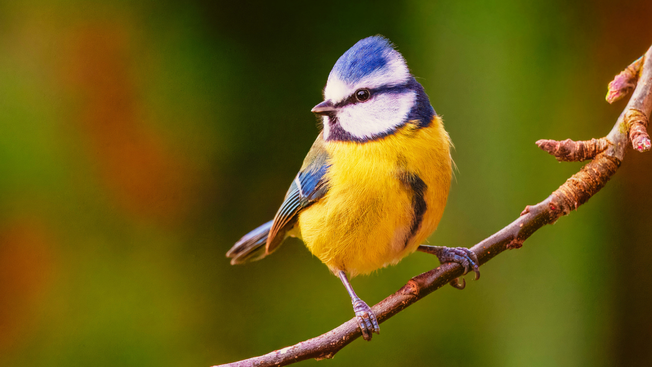HEAL YOURSELF TODAY: The Act of Silence for Caregivers