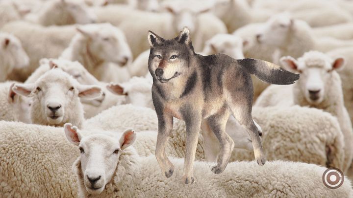 Caring for your flock...