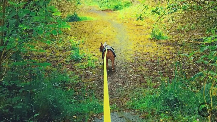 BELLA THE DOG ON A COUNTRY WALK LEAVES ALL AROUND