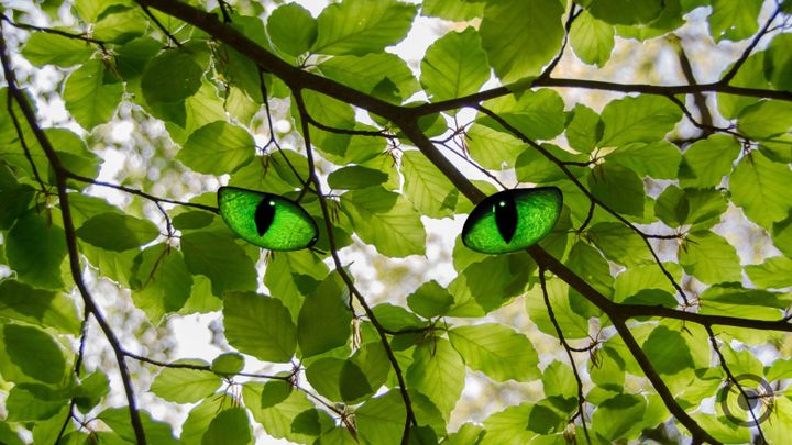 image of leaves with light coming through