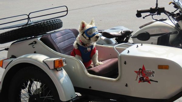 Dog in sidecar: a copilot, geddit?
