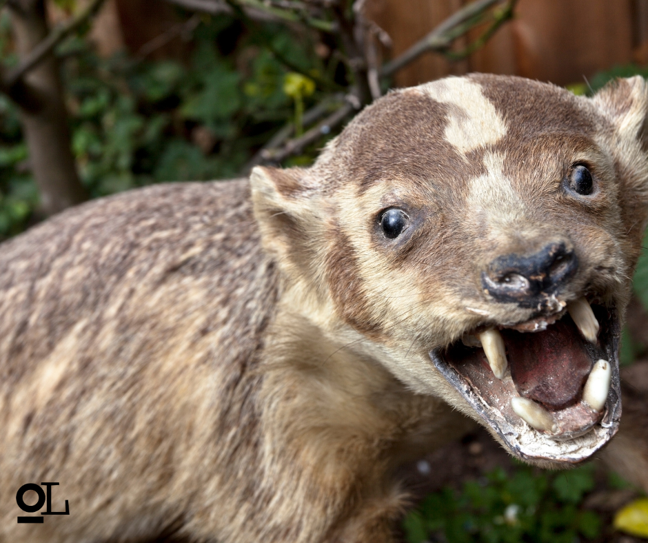 Dream big; do constructive delusion