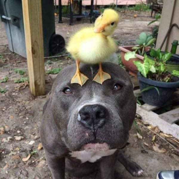 Pitbull with Yellow Duck on head looking at camera